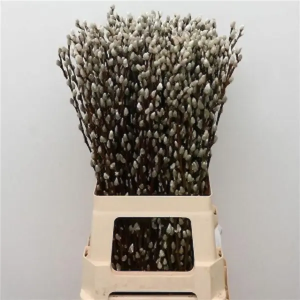 Salix Pussiwillow ( 10 Tallos )