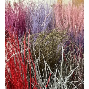 Abedul ( Varios colores )