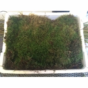 Caja de Musgo