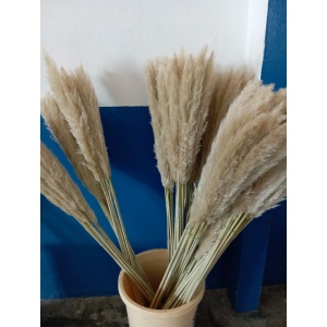 Cortaderias Pampa 80 cm * 10 Tallos