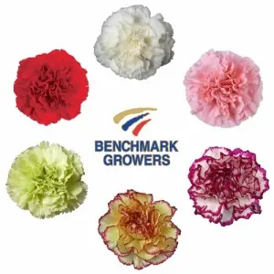 Pack Clavel Colombiano Fancy Mixtos ( Pack x 40 paquetes ) Pack Clavel Colombiano Fancy Mixtos ( Pack x 40 paquetes )