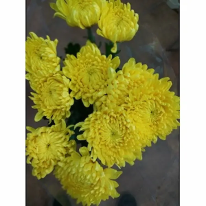 Crisantemo Uniflor Zembla Amarillo *10 Tallos