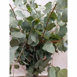 Eucaliptus Populus (5 Tallos)