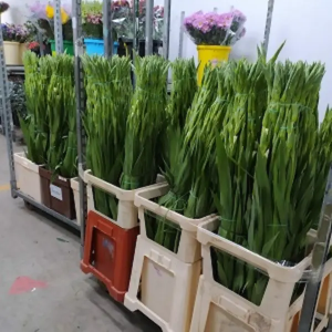 Gladiolo Blanco 90 cm (10 Tallos)