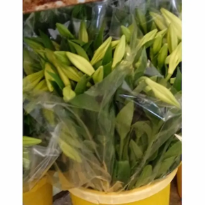 Lilium Longuiflorum 2/3 Flores (10 Tallos)