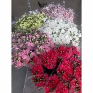 Mini-Clavel 60 CM Mixto (10 Tallos)