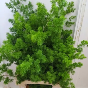 Miroclaudio Esparraguera (25 Tallos )