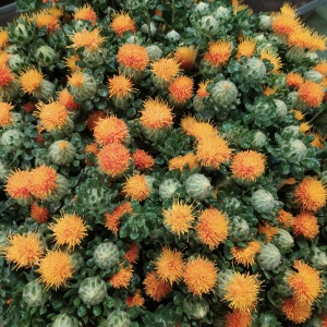 Cartamus Naranja * 5 Tallos