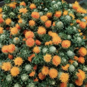 paquetes de cártamo naranja 70 cm