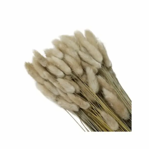 Cola De Conejo