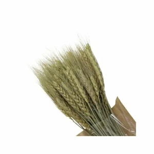 Espigas De Trigo Seca