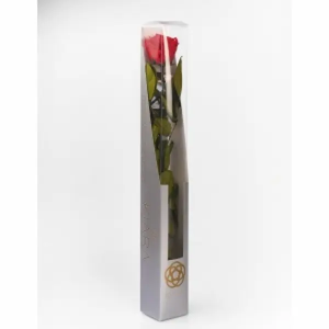 Rosa Preservada Con Tallo Kiara 55 Centímetros