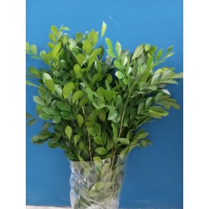 Muralla Paniculata *10 tallos