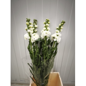 Mathiolas Blancas 60 cm (5 Tallos)