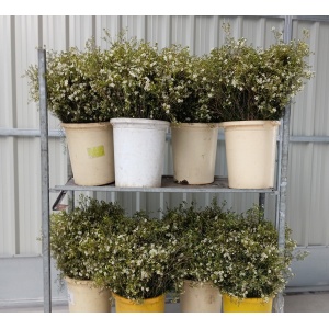 Flor De Cera Blanca Abierta *5 T