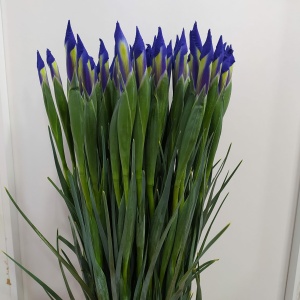 Iris Azul 70 cm *10 Tallos