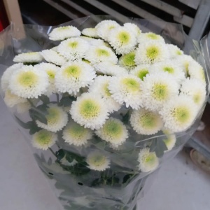 Crisantemo Coconut Blanco *5 Tallos Crisantemo Coconut Blanco *5 Tallos