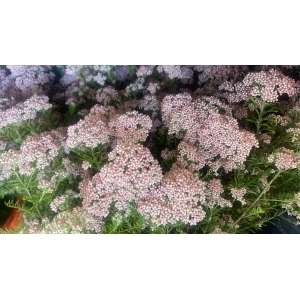 Flor De Arroz (5 Tallos)