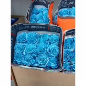 Rosa Ecuador Tintada Celeste (25 Tallos)