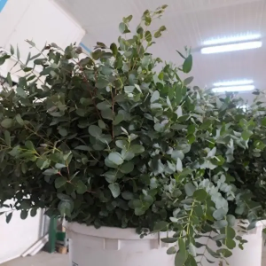 Eucalipto Parvifolia (5 Tallos)