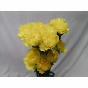 Clavel Colombiano Fancy Amarillo (20 Tallos)