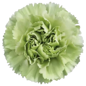 Clavel Colombiano Fancy Verde (20 Tallos)