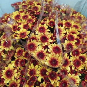 Crisantemo Dante Amarillo (5 Tallos) Crisantemo Dante Amarillo (5 Tallos)