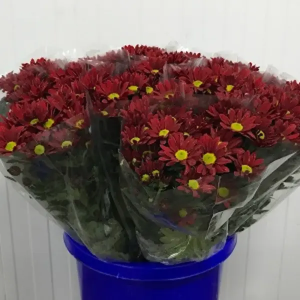 Crisantemo Bacardi Rojo (5 Tallos) Crisantemo Bacardi Rojo (5 Tallos)