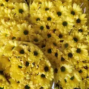 Crisantemo Bacardi Amarillo (5 Tallos)