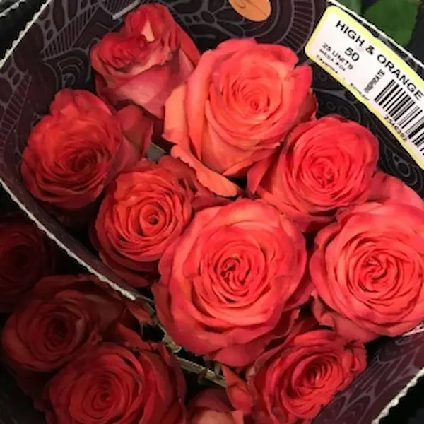 Rosa Ecuador Naranja (25 Tallos) Rosa Ecuador Naranja (25 Tallos)
