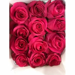 Rosa Ecuador Pink Floyd (25 Tallos)