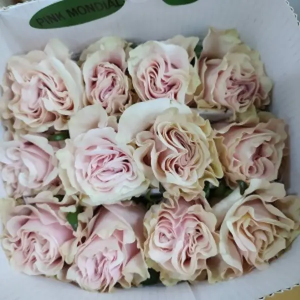 Rosa Ecuador Pink Mondial (25 Tallos)