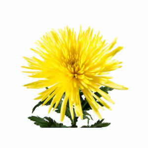 Crisantemo Uniflor Anastasia Amarillo (10 Tallos)