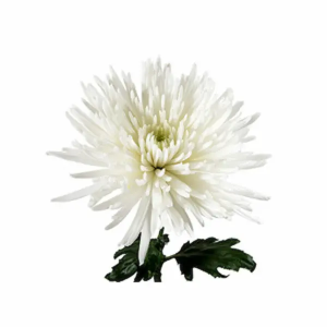 Crisantemo Uniflor Anastasia Blanco (10 Tallos)