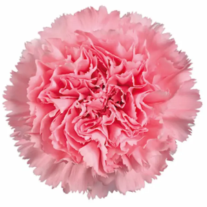 Clavel Colombiano Fancy Rosa (20 Tallos)