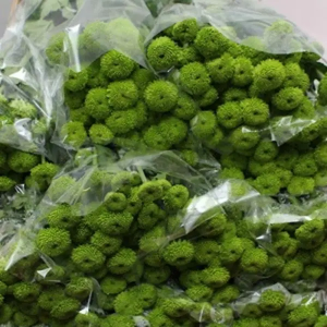 Crisantemo Boton Verde (5 Tallos) Crisantemo Boton Verde (5 Tallos)
