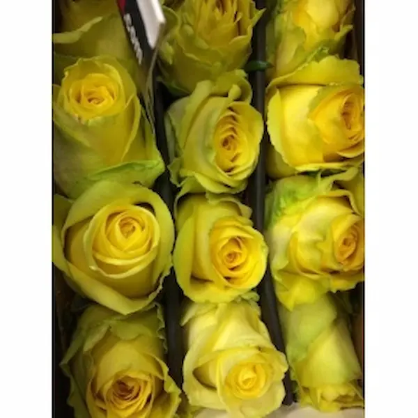 Rosa Ecuador Yellow King (25 Tallos) Rosa Ecuador Yellow King (25 Tallos)