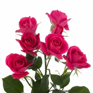 Rosa Spray Fucsia (10 tallos)