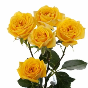 Rosa Spray Amarilla (10 tallos)