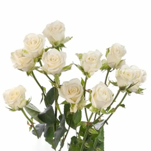 Rosa Spray Blanca (10 tallos)