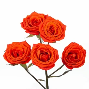 Rosa Spray Naranja (10 Tallos)