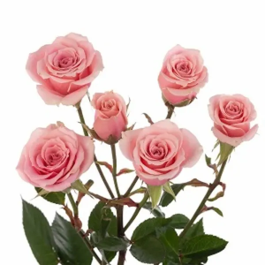 Rosa Spray Rosa 50 cm (10 tallos)