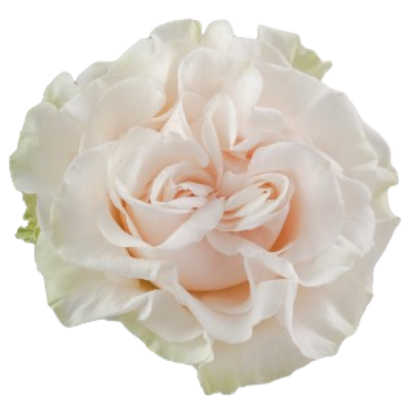 Rosa Cotton X-pression (25 Tallos)
