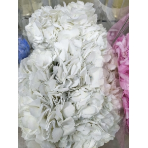 Hortensia Blanca (1 Tallo)