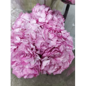 Hortensia Rosa (1 Tallo)