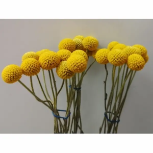 Craspedia (10 Tallos)