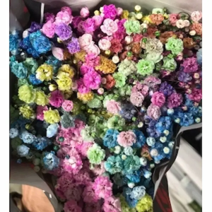 Paniculata Rainbow (25 Tallos)