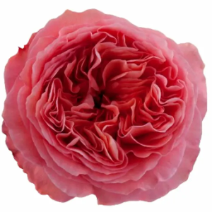 Rosa Candy X-pression (25 Tallos)