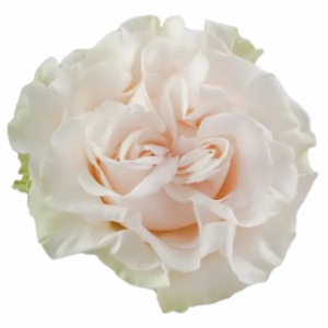 Rosa Cotton X-pression (25 Tallos)
