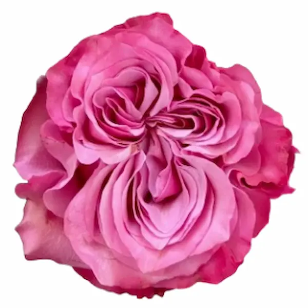 Rosa Country Blue (25 Tallos) Rosa Country Blue (25 Tallos)